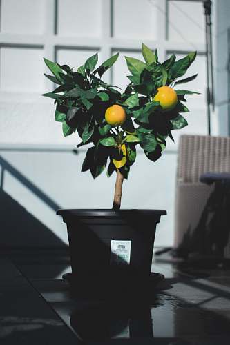 citrus fruit photo of lemon on gray plastic pot fruit